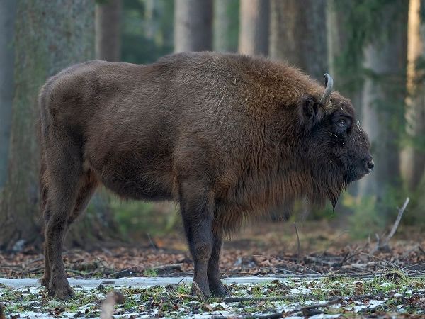 Wisent or European bison during winter Bavarian Forest National Park Germany-Bavaria